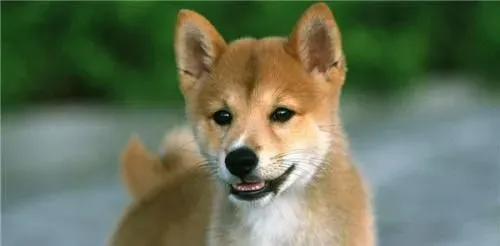 所有的柴犬都会笑吗  柴犬笑是什么意思 | 柴犬