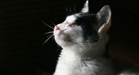 猫咪胀奶怎么办 最好的办法找小猫去吃奶 | 猫
