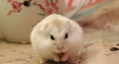 仓鼠能喝牛奶吗 鼠控都知道仓鼠不能喝牛奶 | 仓鼠