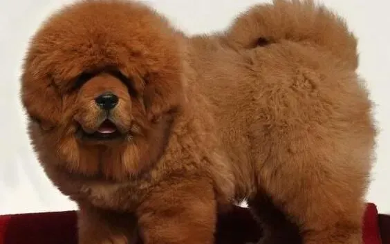 藏獒|冬季怎样让藏獒远离寒冷远离感冒