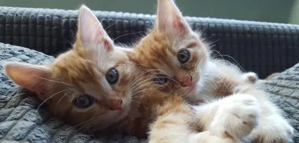 男子痛失18岁爱猫 领养橘猫兄妹重回猫爸爸行列! | 猫