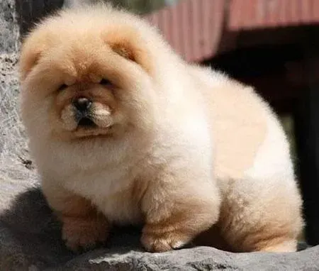 松狮犬|松狮犬不挑食健康看得见