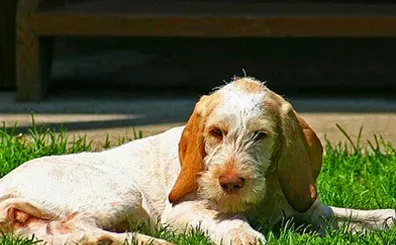 史毕诺犬怎么训练 该犬大小便的训练技巧 | 史毕诺犬