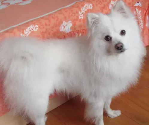 银狐犬和萨摩耶哪个贵 银狐价钱相对较高 | 银狐犬