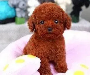 泰迪犬|泰迪犬患上犬瘟，不吃东西，求治愈