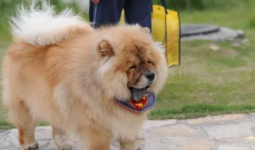 松狮犬喂养 最关键的是一周要断粮一天 | 松狮犬