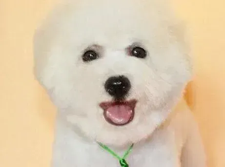 比熊犬|比熊犬没精神呕吐，请专家看看它怎么了