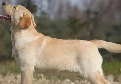 拉布拉多犬好养吗 它是一完全的自然品种 | 拉布拉多