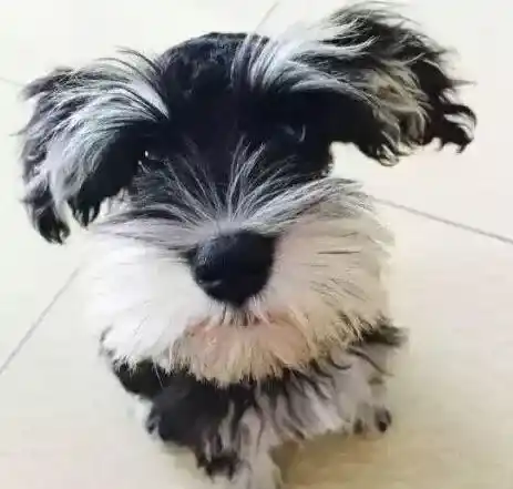 雪纳瑞|雪纳瑞尿路结石可以多喝水吗