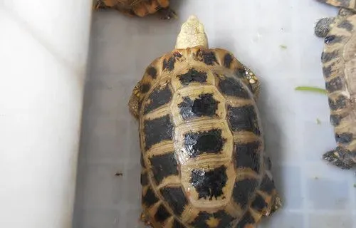 观赏龟的饲养与鉴赏 观赏鱼庭院饲养注意事项 | 乌龟