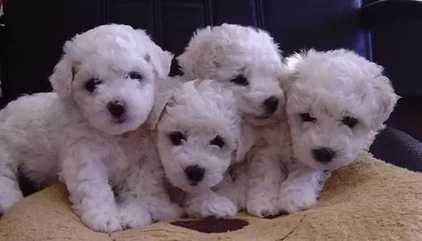 比熊犬|让比熊犬毛发光亮柔顺的方法与技巧