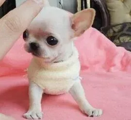 吉娃娃|吉娃娃即将六个月了可以吃幼犬新鲜包吗