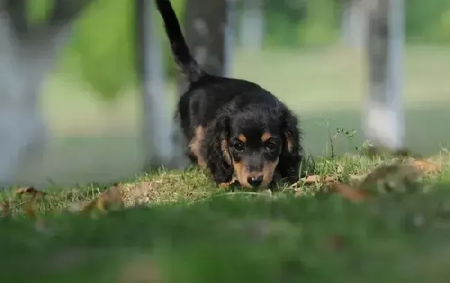 腊肠犬|腊肠犬最近总拉稀呕吐是怎么了