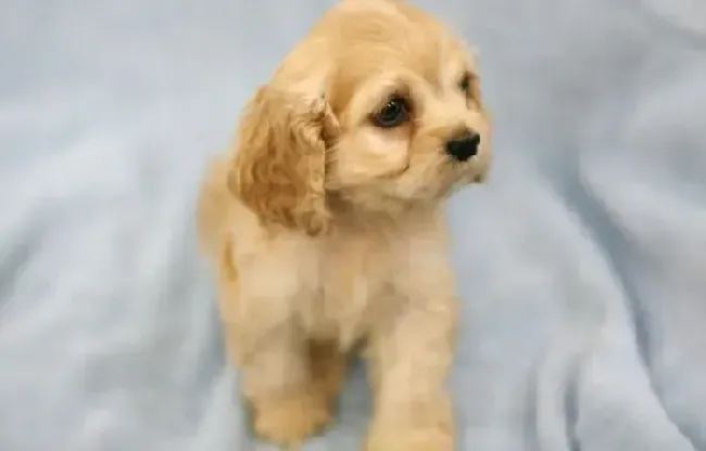 可卡犬|狗狗医疗保健 治疗可卡犬厌食的好方法