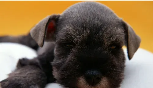 茶杯狗寿命 茶杯狗寿命与饲养方法息息相关 | 茶杯狗