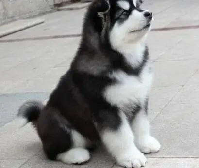 阿拉斯加犬|爱干净的阿拉斯加犬为何还要吃便便