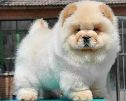 松狮犬|如何纠正松狮犬乱抓家具的小毛病