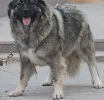 高加索犬|教你给高加索犬挑选最优秀的狗粮