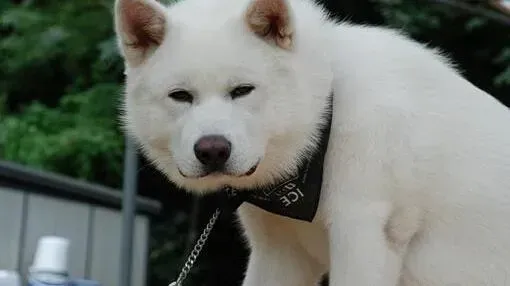 秋田犬|熟悉狗狗五官作用 介绍秋田犬鼻子的重要性