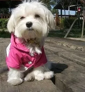 马尔济斯|喜欢捣乱的马尔济斯犬要如何正确的拯救