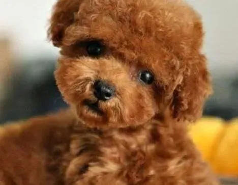 贵宾犬|喂食成年贵宾犬吃多少合适