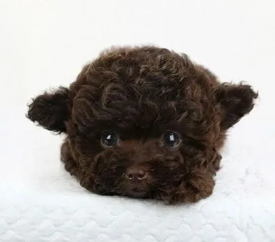泰迪犬|泰迪犬美容一次大概多少钱？