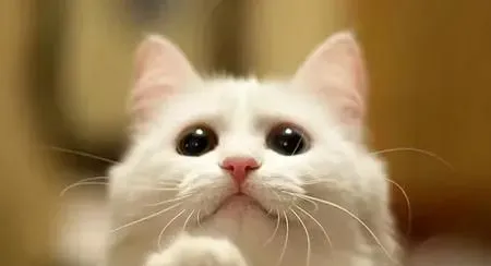 猫如何避孕 不要给猫咪吃人的避孕药 | 猫