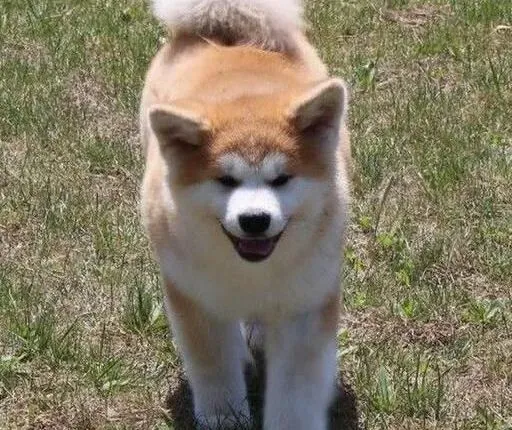 秋田犬|秋田犬牙齿作用大 主人保护有妙招