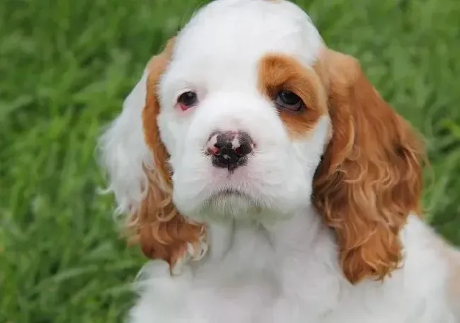 可卡犬|可卡犬一进笼子里就不停的吠叫怎么训练