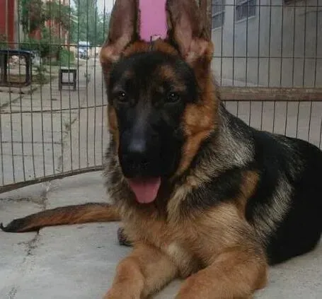 德国牧羊犬|如何饲养德国牧羊犬，求解答