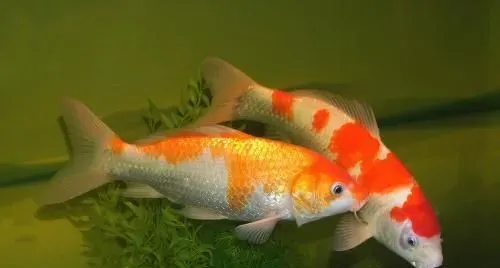 锦鲤鱼趴缸 没有进行消菌杀毒会造成趴缸 | 锦鲤鱼