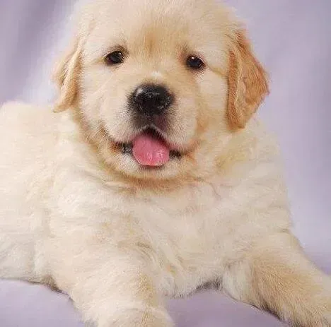 金毛|金毛犬便便里出现两条虫子是什么情况