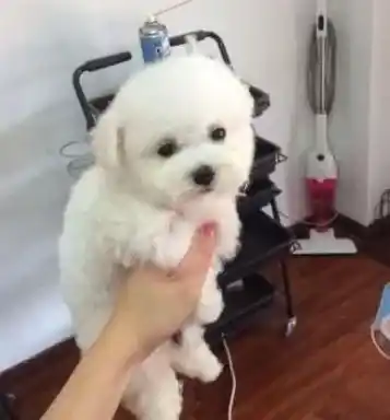 贵宾犬|别让贵宾犬变成小乞丐，正确教育贵宾犬