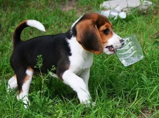 比格犬|孩子们与比格犬生活在一起会有哪些收益