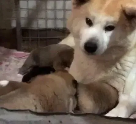 秋田犬|4个月的秋田犬体重不到6公斤怎么办啊