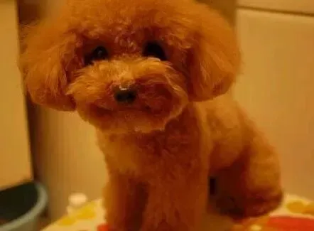 泰迪犬|泰迪犬太瘦了，如何让它胖点