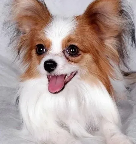 蝴蝶犬|我家的蝴蝶犬剃毛后，皮肤发紫是怎么了