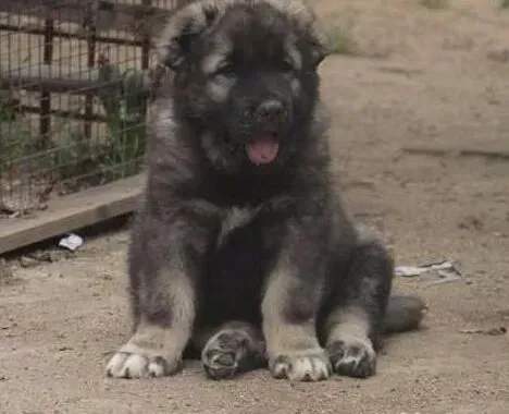 高加索犬|8个月的高加索犬长了双排牙怎么办
