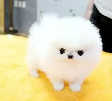 博美犬|博美犬干呕拉稀是得什么病了
