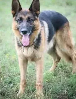 德国牧羊犬|德国牧羊犬的社交本领是怎样培养出来的