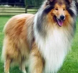苏格兰牧羊犬|苏格兰牧羊犬吃点拉点，如何是好