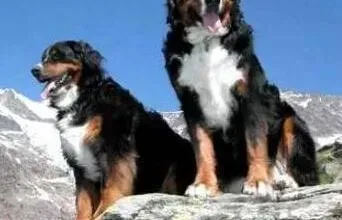 伯恩山犬|正确选择犬舍 给伯恩山犬一个舒适的小天地