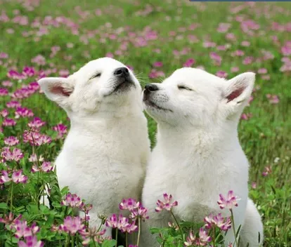 什么是犬钩虫病 详解犬钩虫病吃什么药 | 狗