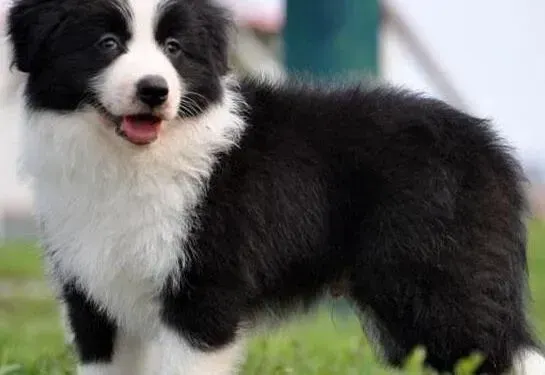 边境牧羊犬|边境牧羊犬身上有很多跳蚤怎么去除