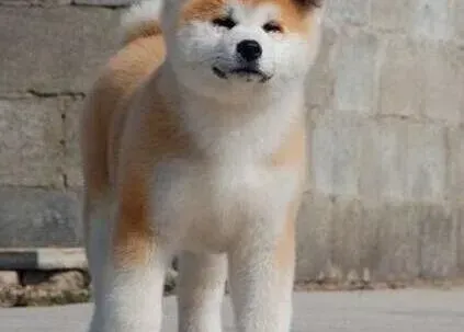 秋田犬|4个月的秋田犬体重不到6公斤怎么办啊