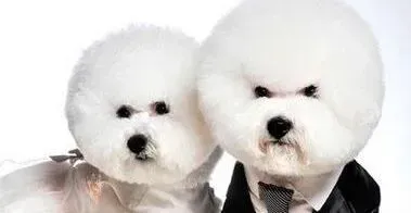 比熊犬|比熊犬肚子和屁股出现很多红点是皮肤病吗