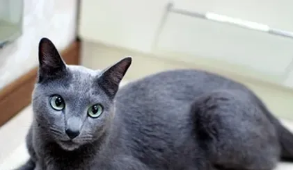 科拉特猫的养护常识 洗澡要适度 | 科拉特猫