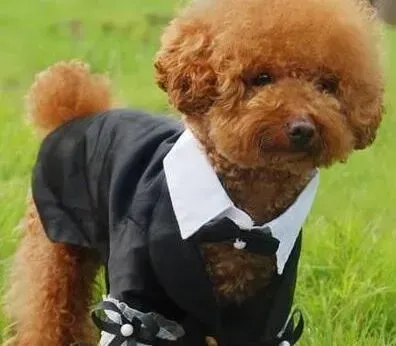 贵宾犬|我家贵宾犬身上出现真菌皮肤病应怎样治疗