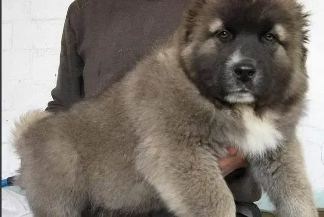 高加索犬|健康医疗之高加索犬感冒的症状以及医治方法