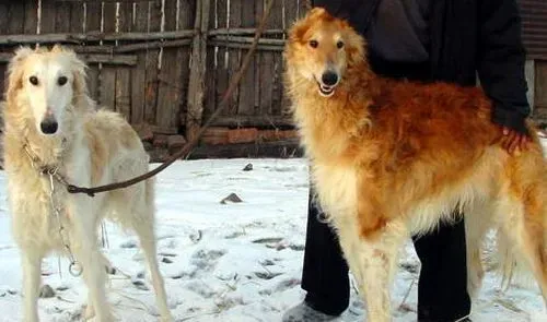 苏俄猎狼犬打猎行吗 苏俄猎狼犬狩猎凶猛 | 苏俄猎狼犬